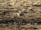 Anser brachyrhynchus