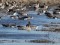 Anser brachyrhynchus