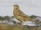 Anthus petrosus