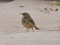 Anthus petrosus