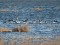 Branta leucopsis
