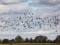 Branta leucopsis