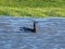 Branta leucopsis