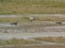 Branta leucopsis