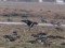 Branta ruficollis