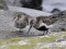 Calidris alpina