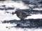 Calidris maritima