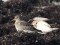 Calidris maritima