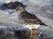 Calidris maritima