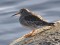 Calidris maritima