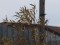 Carduelis flavirostris