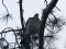Columba palumbus