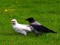 Corvus cornix cornix