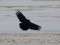 Corvus corone