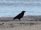 Corvus corone