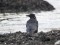 Corvus corone