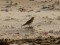 Eremophila alpestris