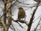 Erithacus rubecula