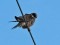 Falco vespertinus