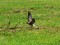 Falco vespertinus