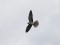 Falco vespertinus