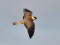 Falco vespertinus