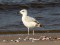 Larus cachinnans