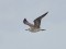 Larus cachinnans