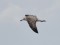 Larus cachinnans