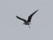 Larus fuscus