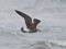 Larus fuscus