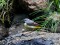Motacilla cinerea