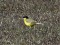 Motacilla flava feldegg