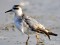 Phalaropus fulicarius