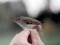 Phylloscopus borealis