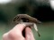 Phylloscopus borealis