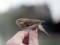 Phylloscopus borealis