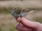 Phylloscopus inornatus