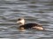 Podiceps auritus