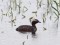 Podiceps auritus
