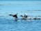 Podiceps auritus