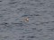 Podiceps auritus