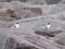 Sterna hirundo