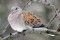 Streptopelia turtur